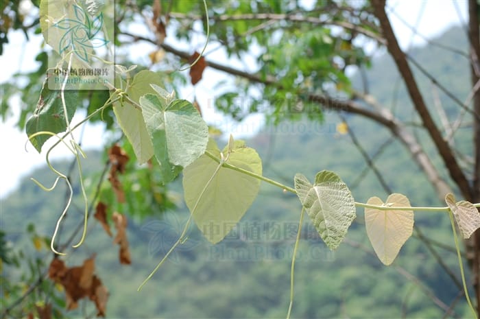 Vitis retordii (Agia) — photo