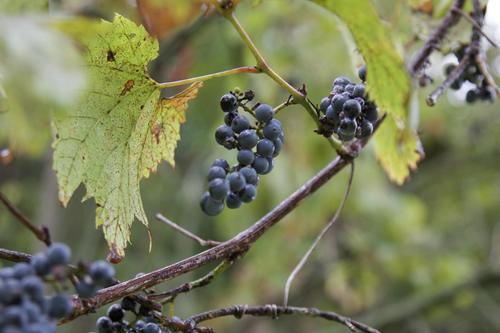 Vitis riparia (Riverbank grape) — photo