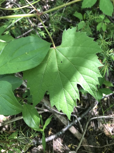 Vitis riparia (Riverbank grape) — photo
