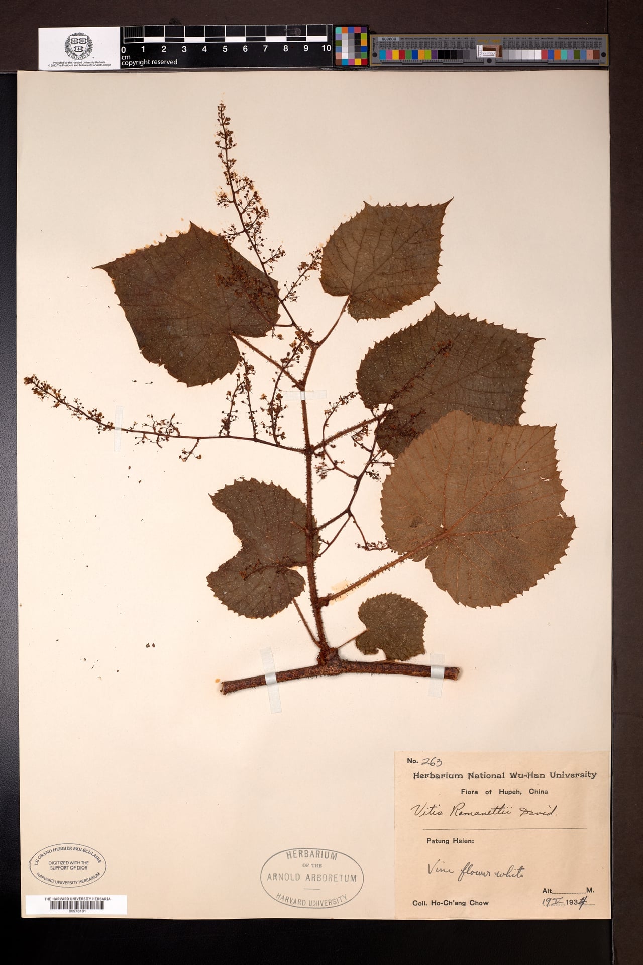 Vitis romanetii (Black grape) — photo