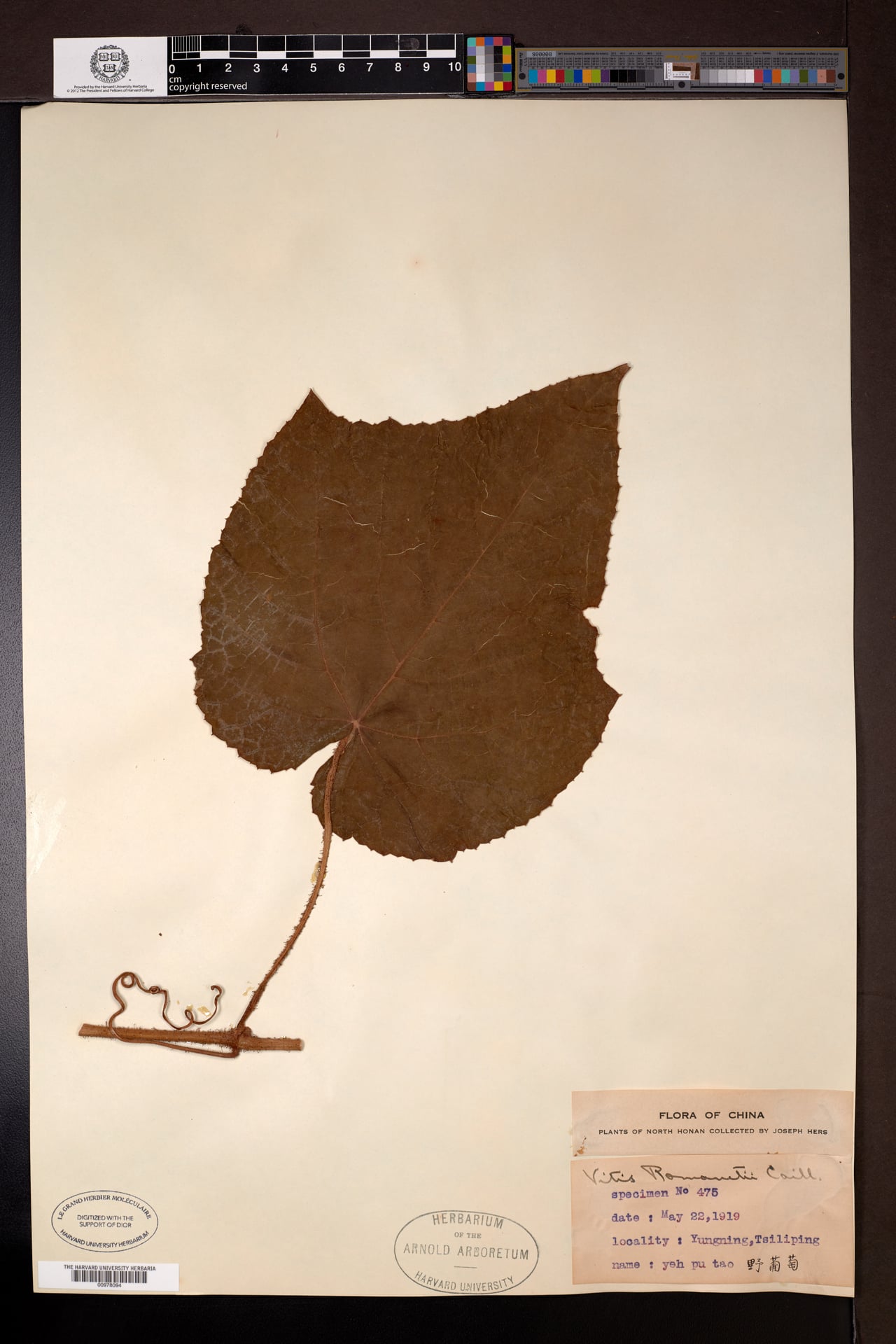Vitis romanetii (Black grape) — photo