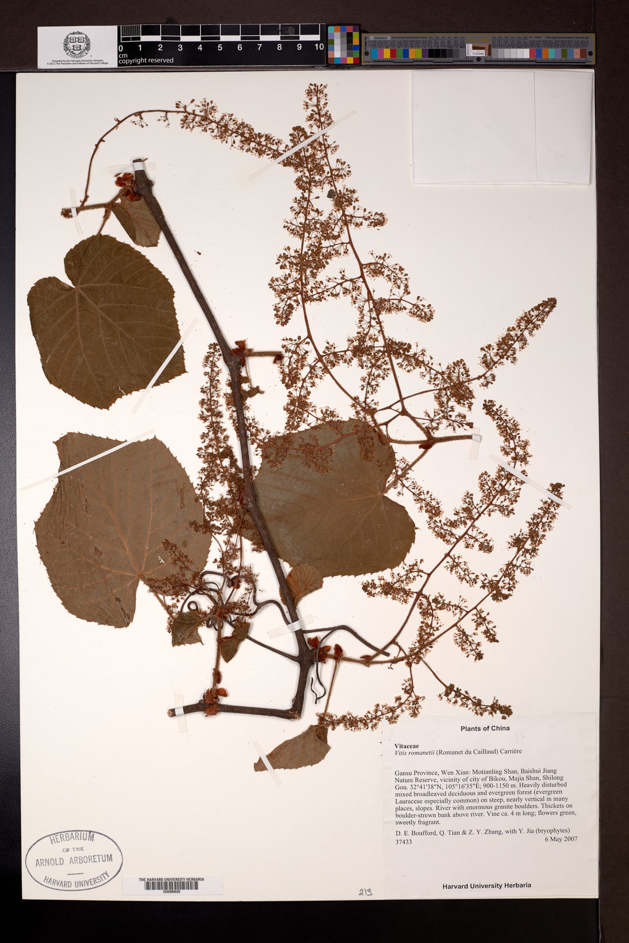 Vitis romanetii