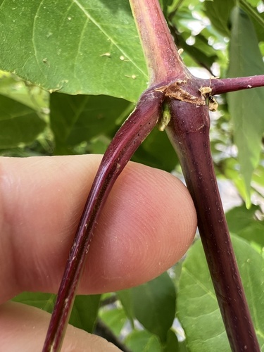 Vitis rupestris (Sand grape) — photo