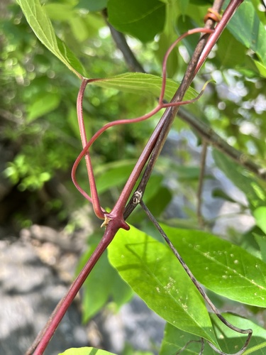 Vitis rupestris (Sand grape) — photo