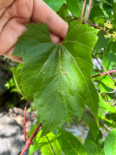 Vitis rupestris