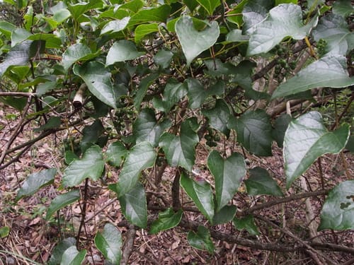Vitis saccharifera — photo