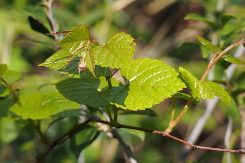 Vitis saccharifera