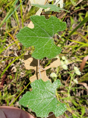 Vitis shuttleworthii (Calloosa grape) — photo