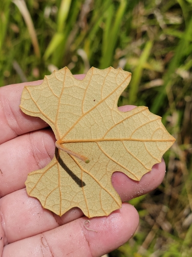 Vitis shuttleworthii (Calloosa grape) — photo