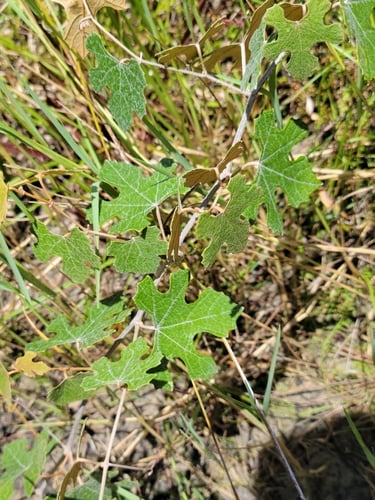Vitis shuttleworthii