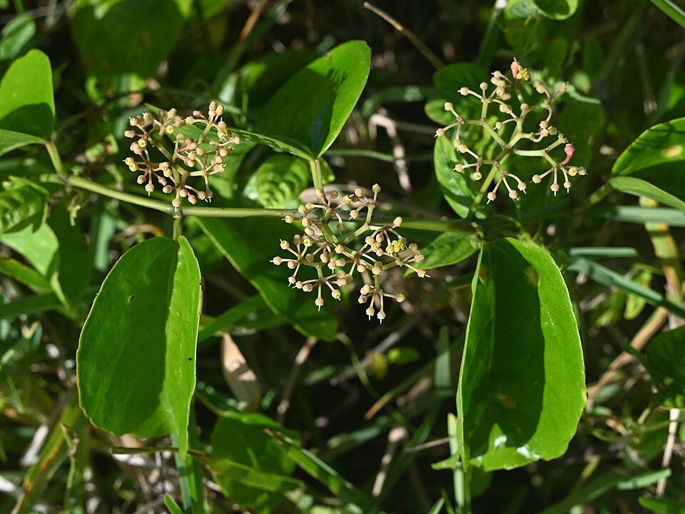Vitis sicyoides — photo
