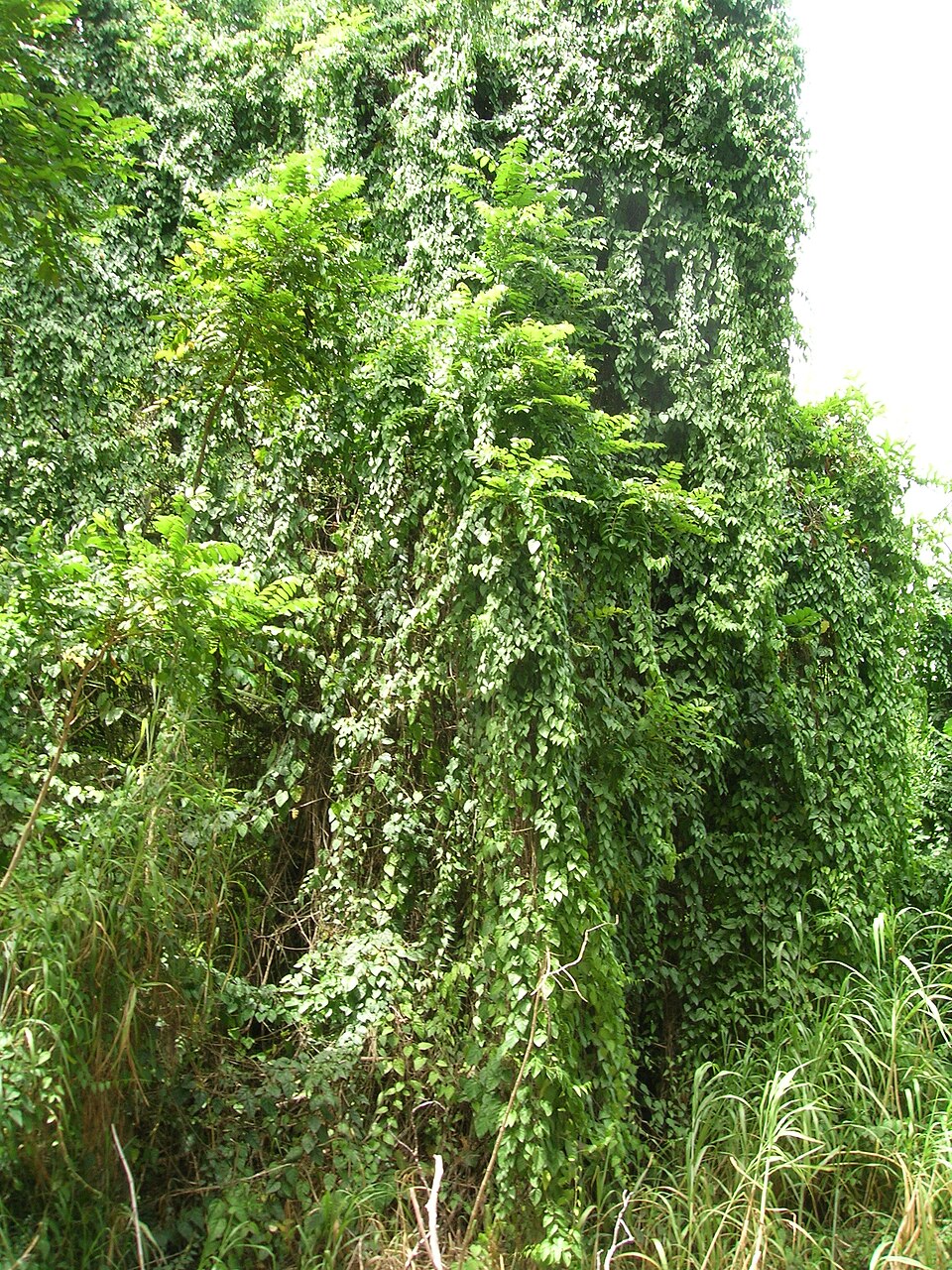 Vitis sicyoides