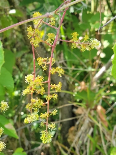 Vitis simpsonii (Currant grape) — photo