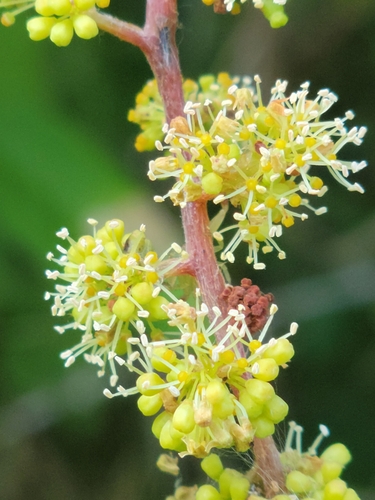 Vitis simpsonii (Currant grape) — photo