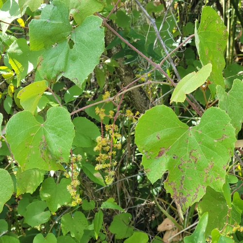 Vitis simpsonii