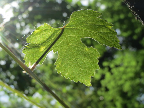 Vitis sylvestris (Divlja vinova loza) — photo