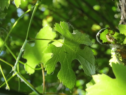 Vitis sylvestris (Divlja vinova loza) — photo