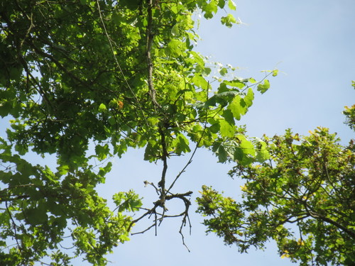 Vitis sylvestris