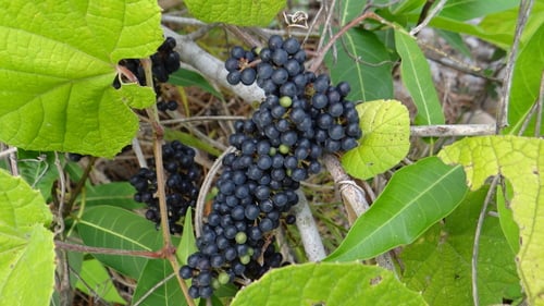 Vitis tiliifolia (Uva cimarrona) — photo