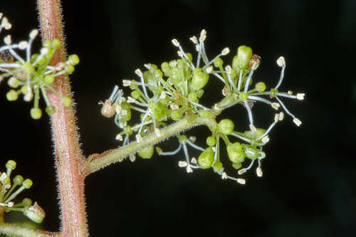 Vitis tiliifolia (Uva cimarrona) — photo