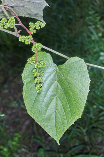 Vitis tiliifolia
