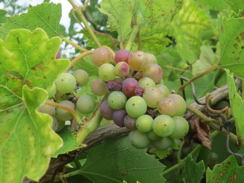 Vitis vinifera (Grapevine) — photo