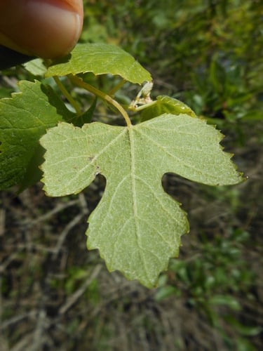 Vitis vinifera (Grapevine) — photo