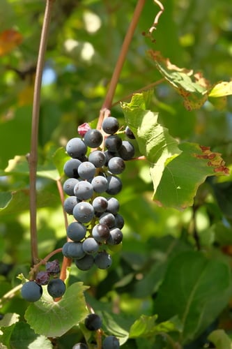 Vitis vinifera (Grapevine) — photo