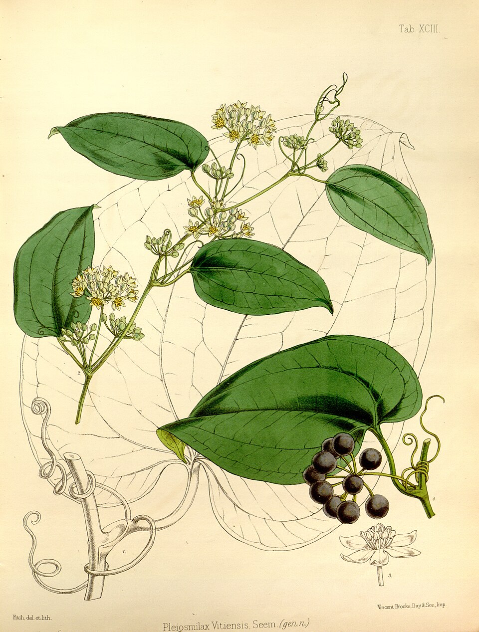 Vitis vitiensis — photo