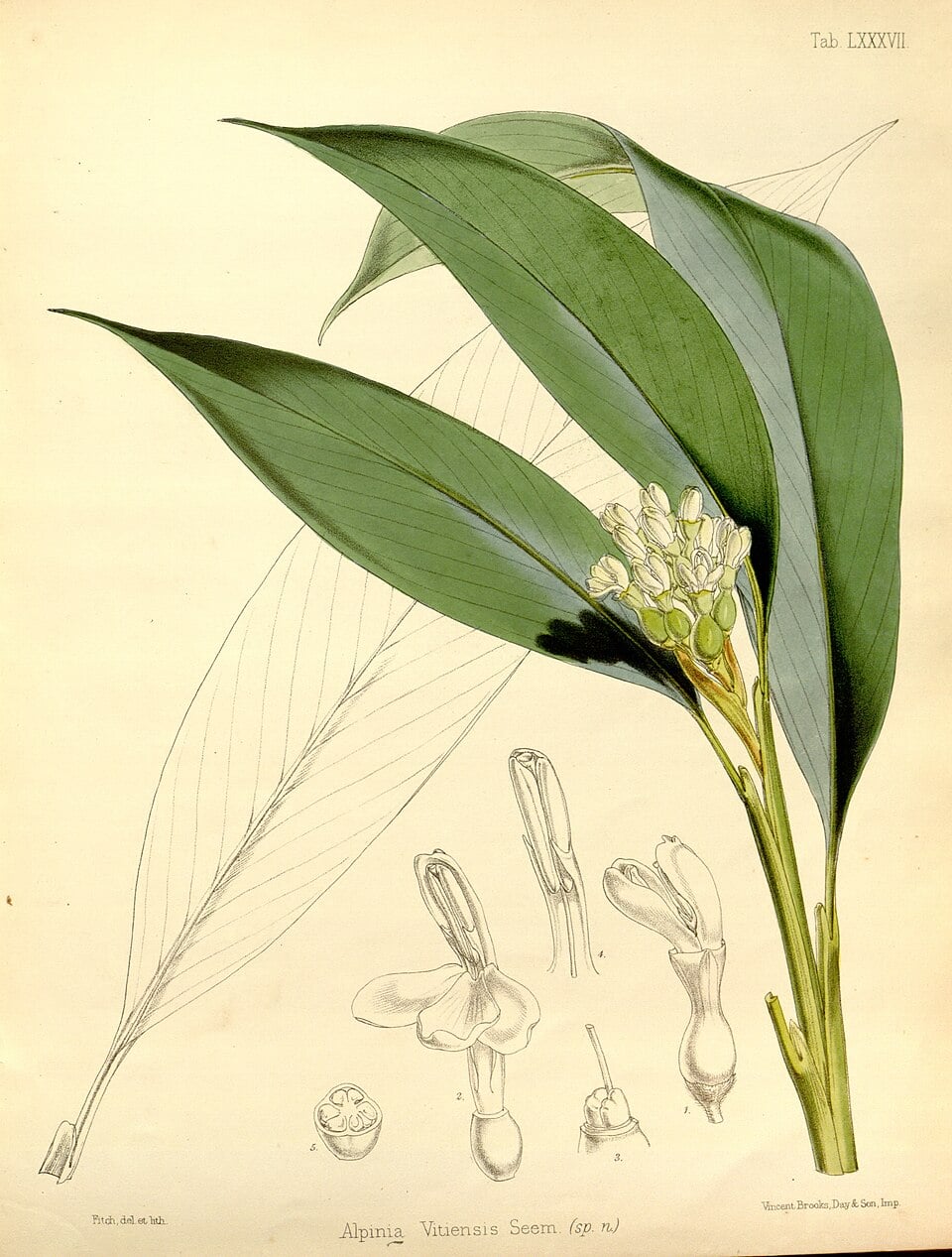 Vitis vitiensis