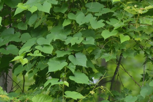 Vitis vulpina (Frost grape) — photo