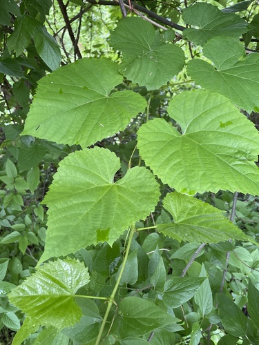 Vitis vulpina