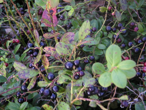 Vitis champinii