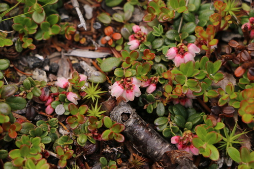 Vitis champinii — photo