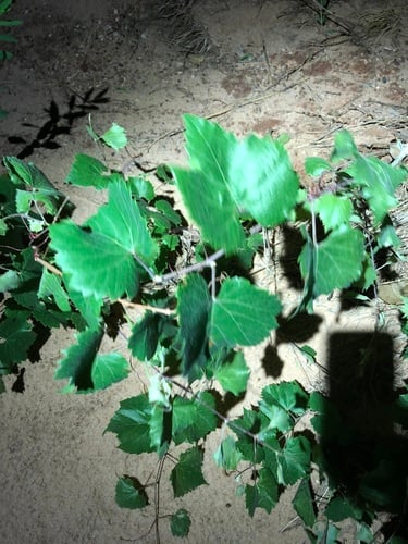 Vitis x doaniana