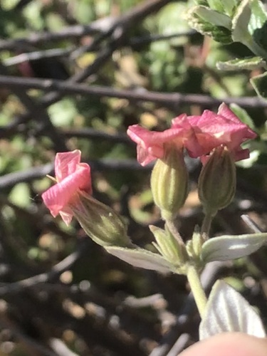 Viviania marifolia (Te de burro) — photo
