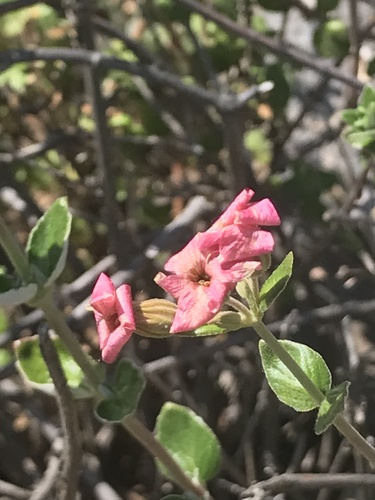 Vivianiaceae