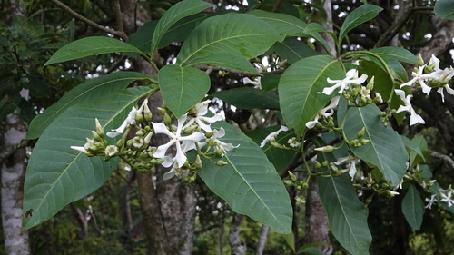 Voacanga africana (Small-fruit wild frangipani) — photo