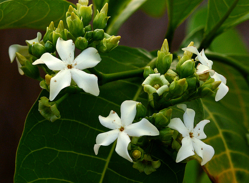 Voacanga africana (Small-fruit wild frangipani) — photo