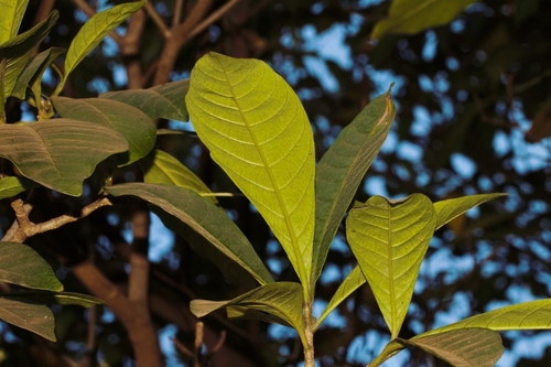 Voacanga africana