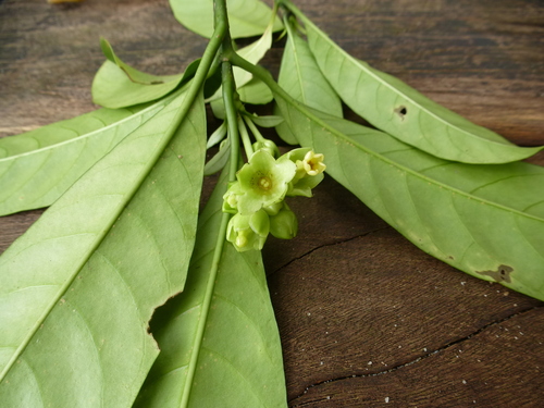 Voacanga bracteata — photo