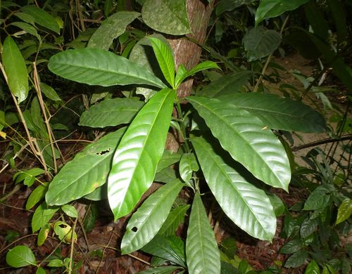 Voacanga bracteata — photo