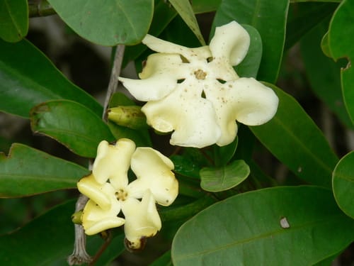 Voacanga thouarsii (Wild frangipani) — photo