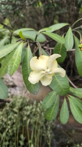 Voacanga thouarsii