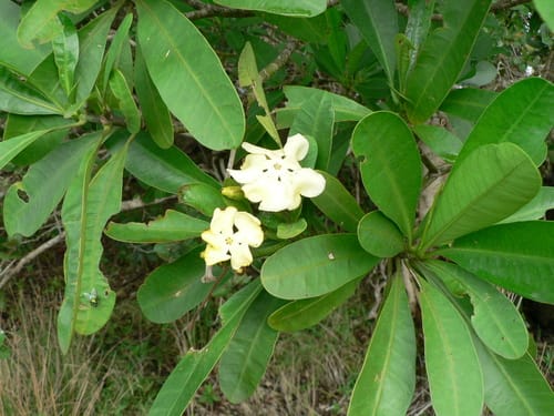 Voacanga thouarsii (Wild frangipani) — photo