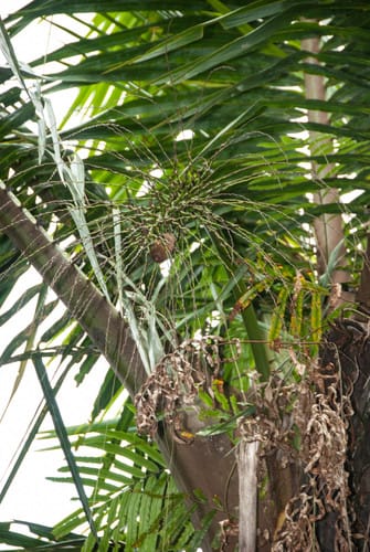 Voanioala gerardii (Voa-nio-ala) — photo