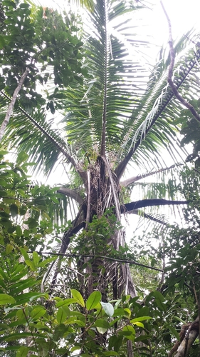 Voanioala gerardii