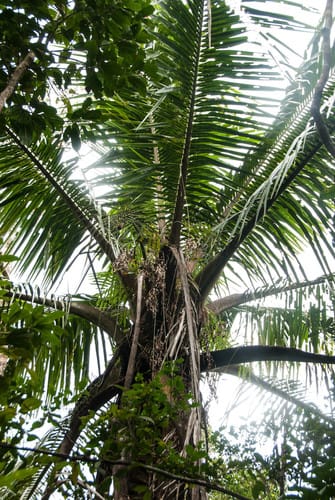 Voanioala gerardii (Voa-nio-ala) — photo