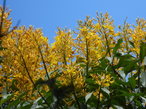 Vochysia bifalcata