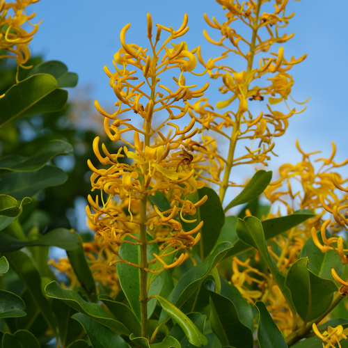 Vochysia tucanorum